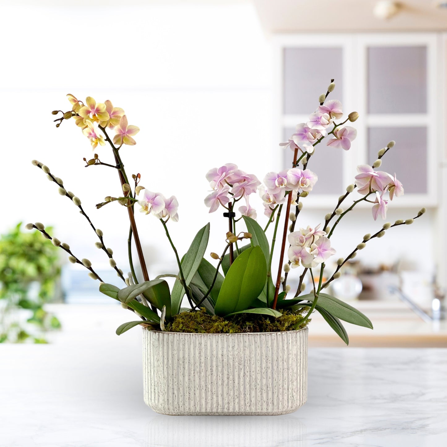 Sunglow - Mini Orchid Medley