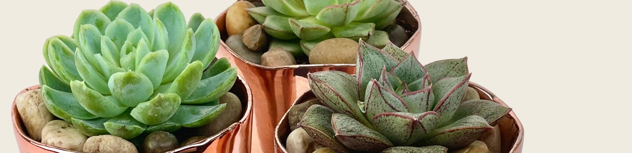 Plants