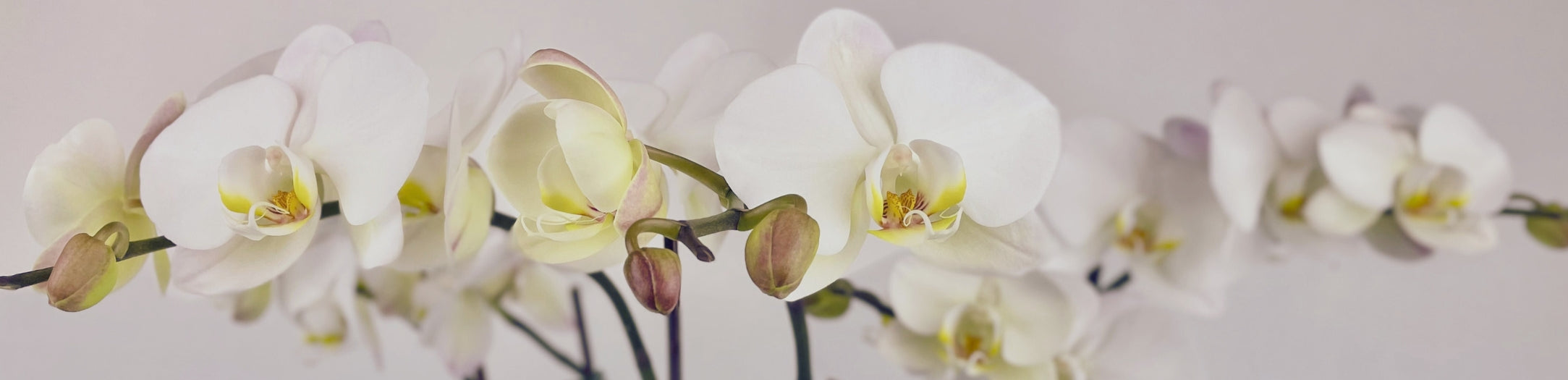 Sympathy Plants
