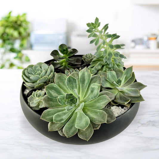 Symbiosis - Succulent Garden