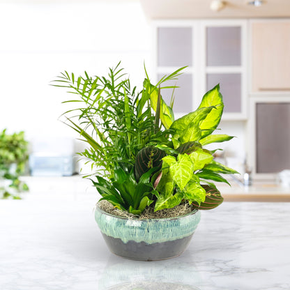 Flourishing Dish Garden