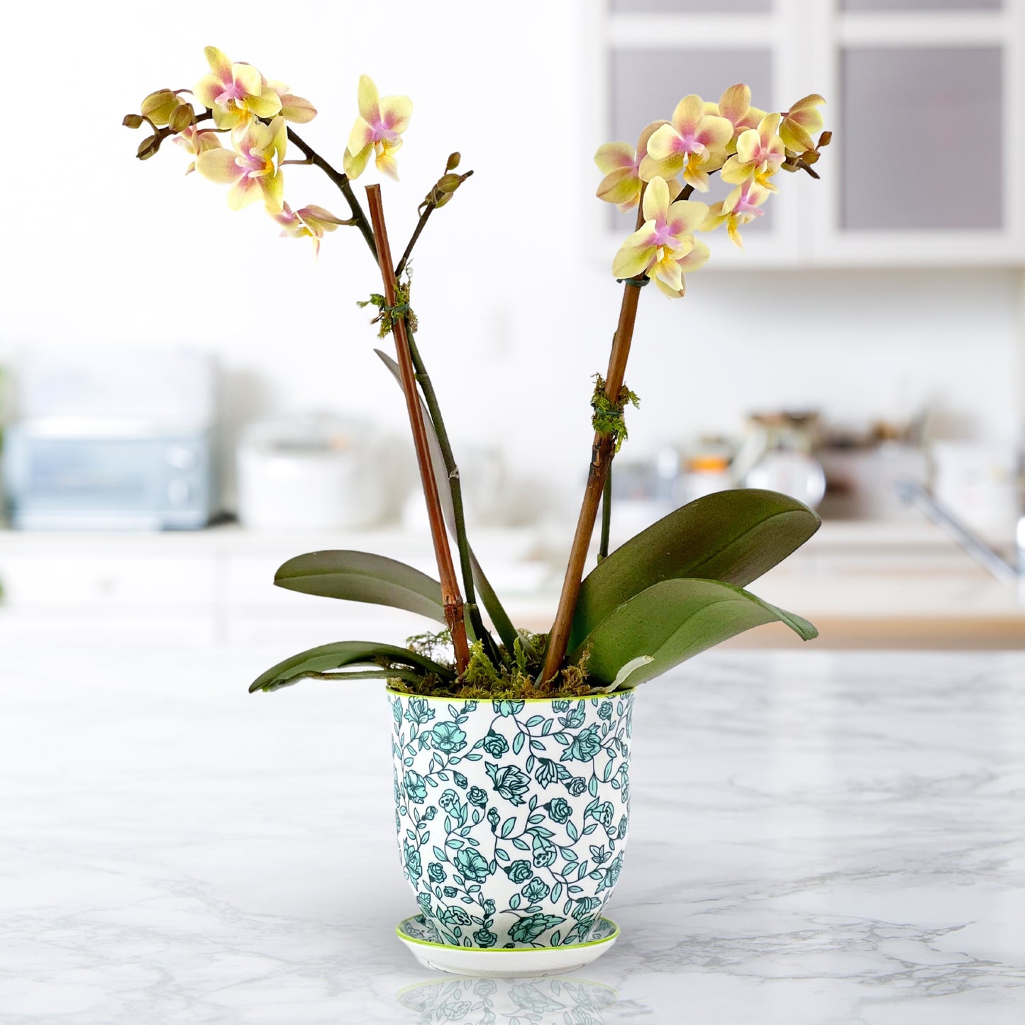 Tea Time - Mini Phalaenopsis Plant