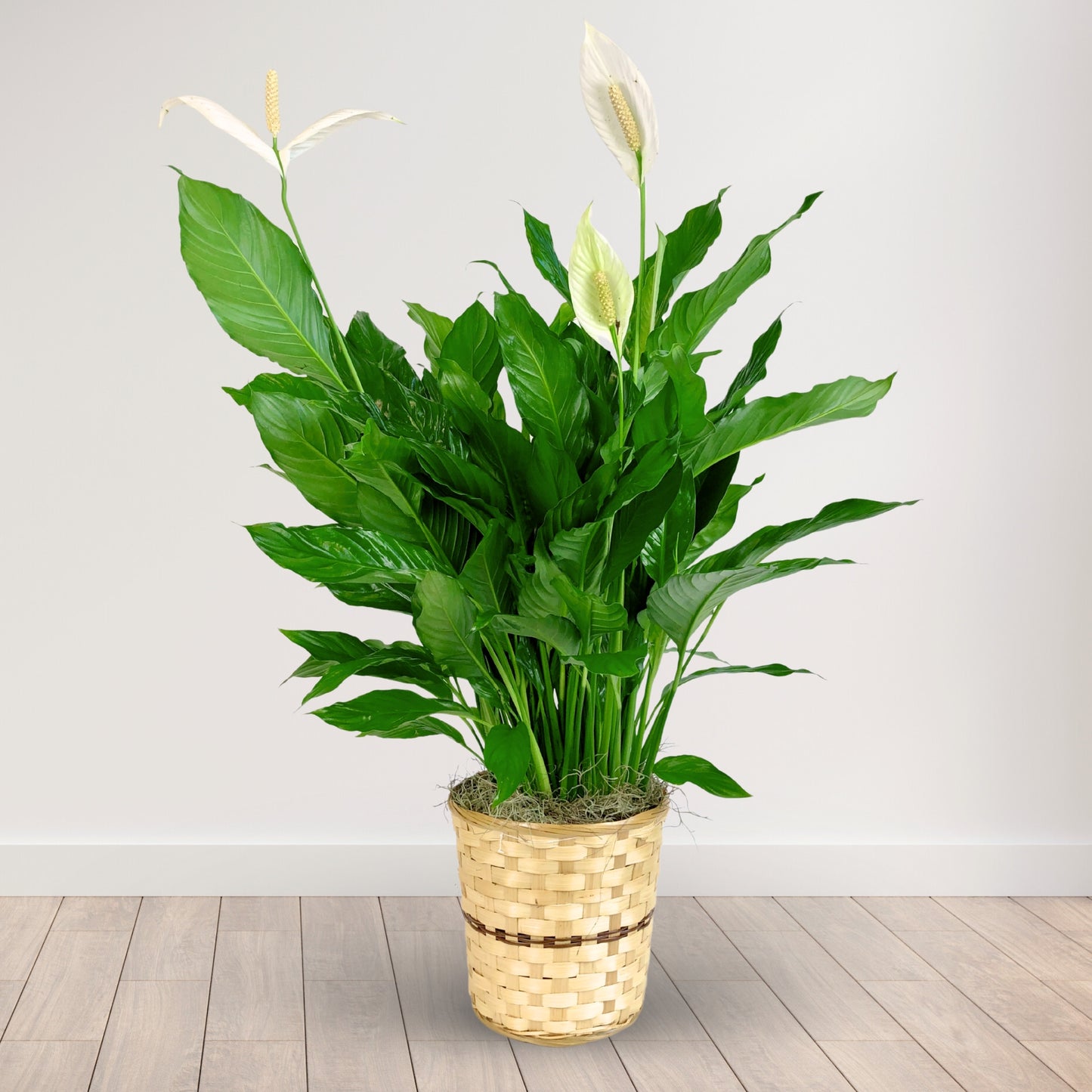 Classic Peace Lily Basket