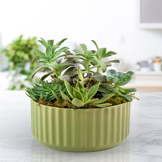 Balance & Harmony - Succulent Garden