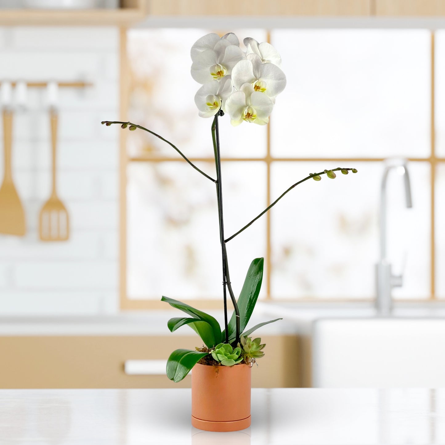 Earthen Bloom - Phalaenopsis Plant