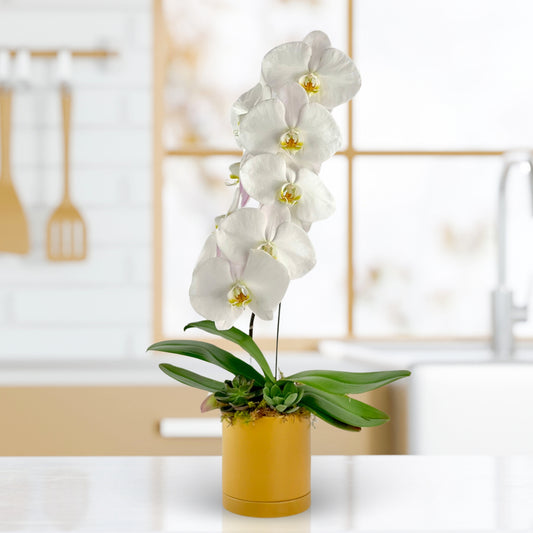 Tanglewood - Phalaenopsis Plant
