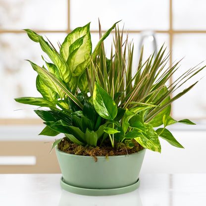 Summer Breeze Dish Garden